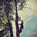 Transform Your Landscape with Expert Tree Care