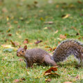 Animal Control Service In Murfreesboro: Preventing Damage To Your Front Yard Landscaping