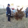 How Tree Service Helps When Doing Front Yard Landscaping In Your Home In Laurel Mississippi