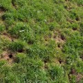 How To Remove Wildlife Animals Effectively Before Doing Front Yard Landscaping In Houston