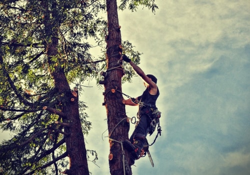 Transform Your Landscape with Expert Tree Care