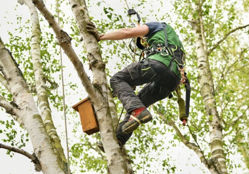 Enhancing Curb Appeal: How Tree Maintenance In Louisville Complements Your Front Yard Landscaping