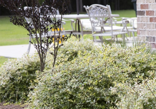 What is a good front yard plant?