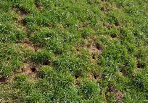How To Remove Wildlife Animals Effectively Before Doing Front Yard Landscaping In Houston